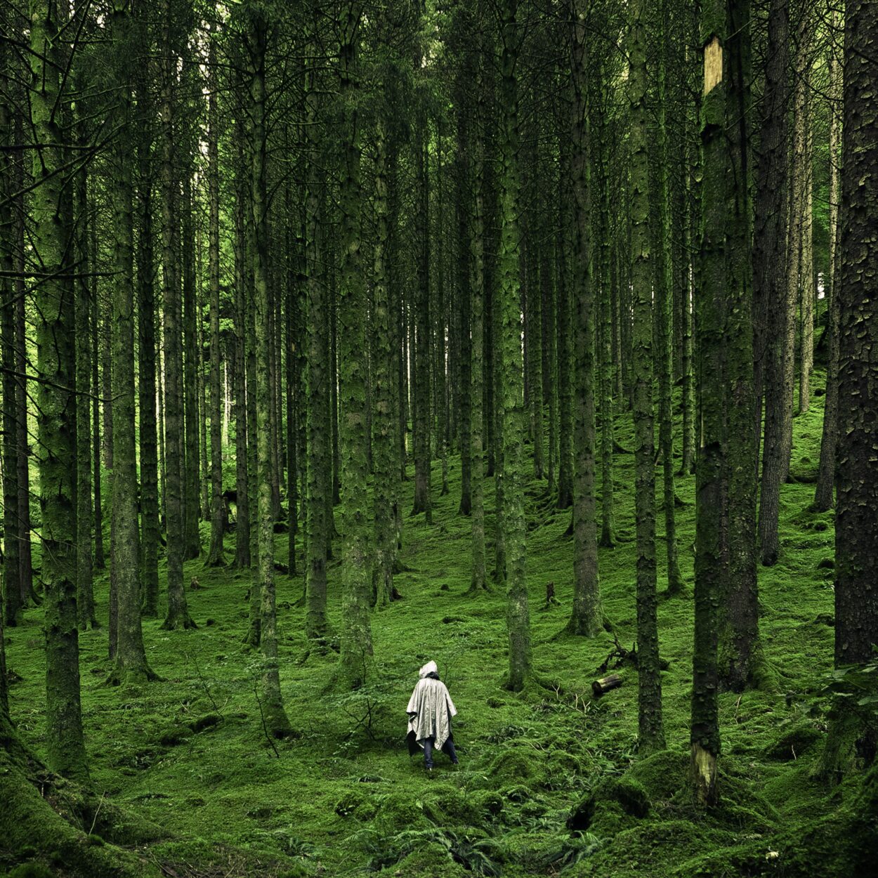 Person Walking Between Green Forest Trees
