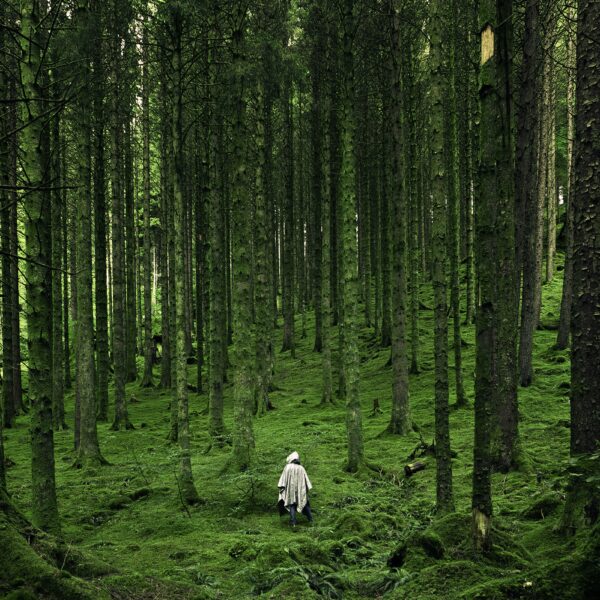 Person Walking Between Green Forest Trees