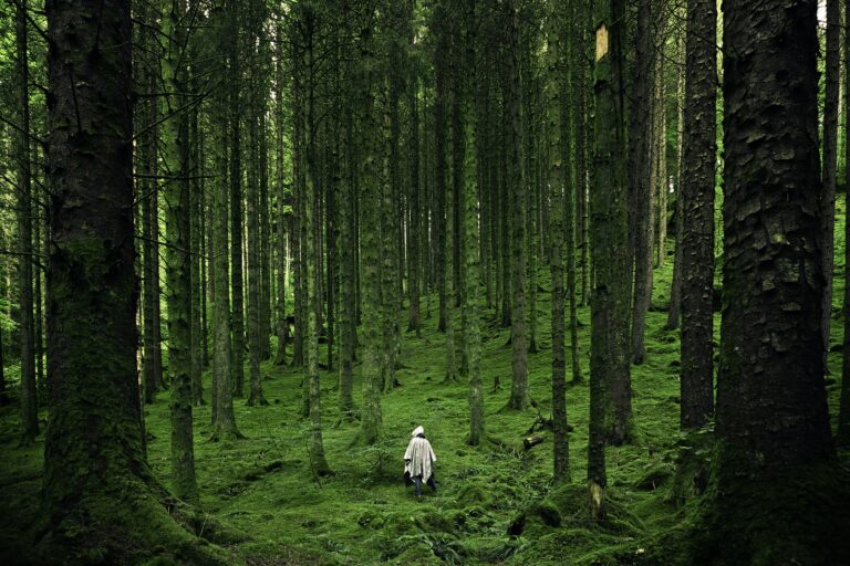 Person Walking Between Green Forest Trees