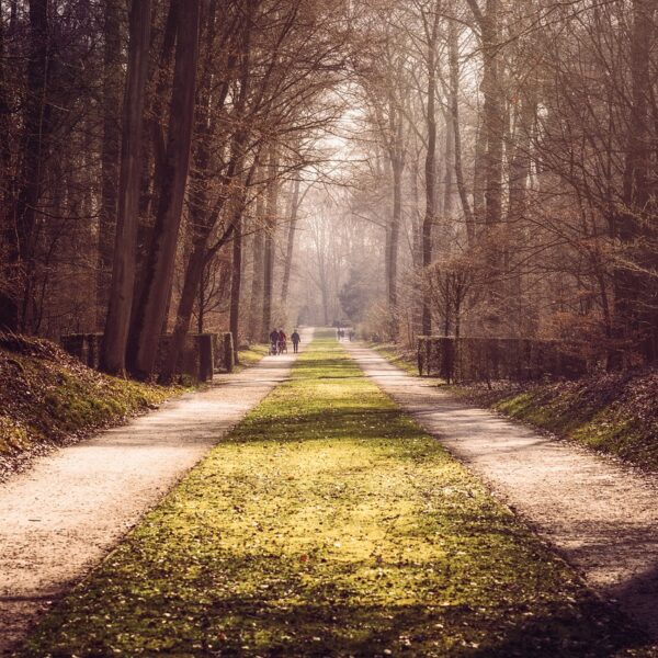 trees, park, forest